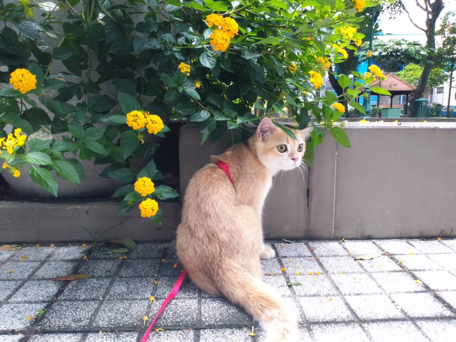 yellow_meow